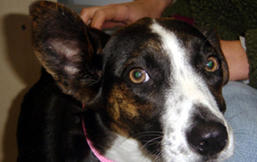Roxanne the Dog
